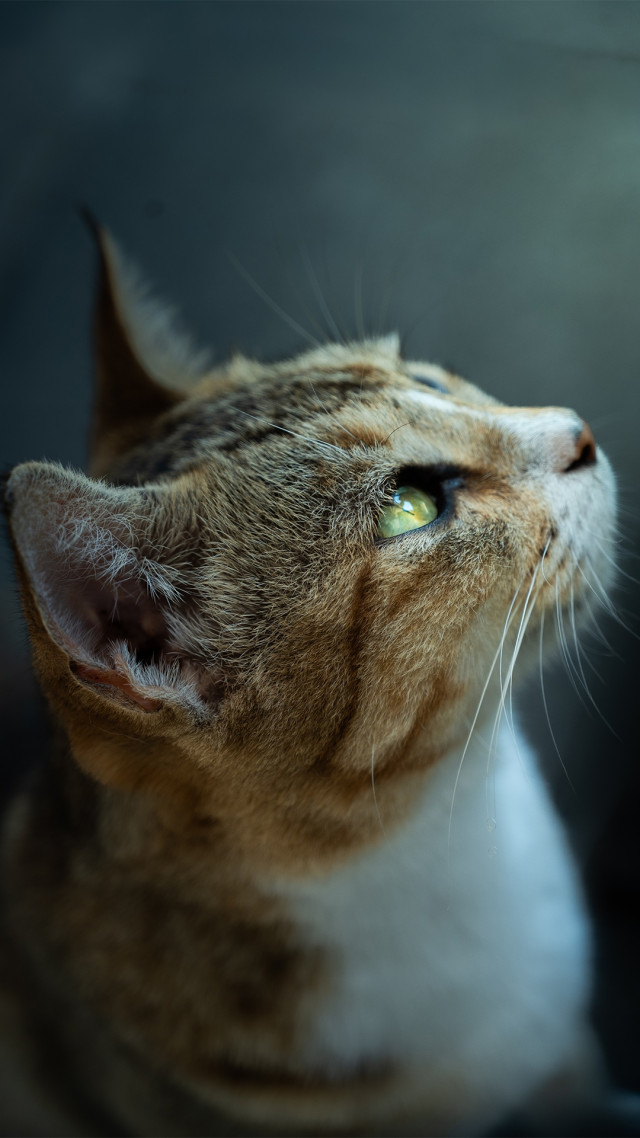 Fairy Cat