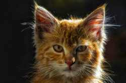 Golden Eyes