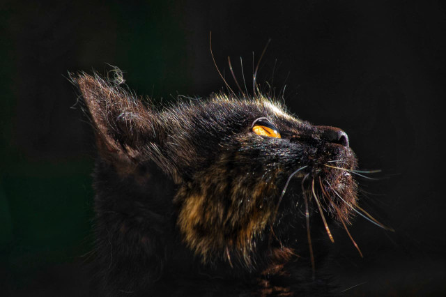 Black & Gold