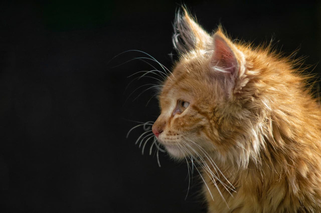 Little lion