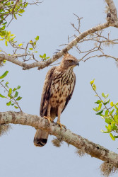 King of the sky