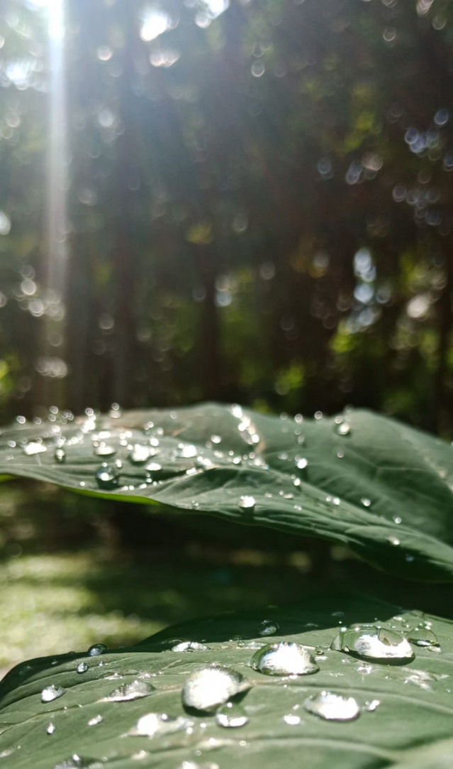 Light