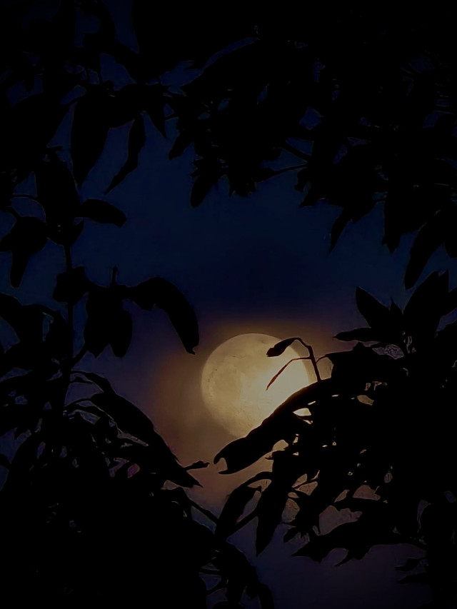Poya Moon