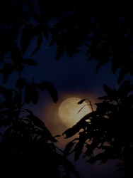 Poya Moon