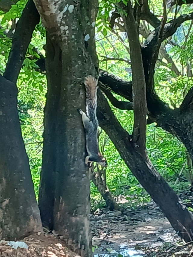 GiantSquirrel