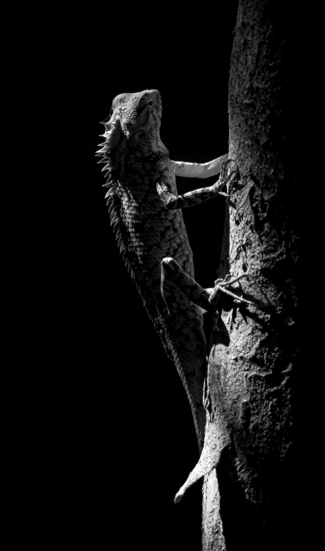 A Silent Ascent