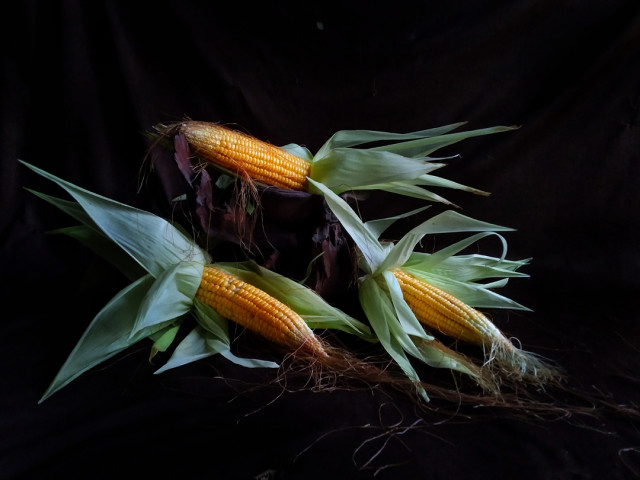 C Shashikani Piyasiri 01 Harvest