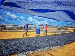 TM Hasintha Kularathna 01 Rhythms of the Fishing Village
