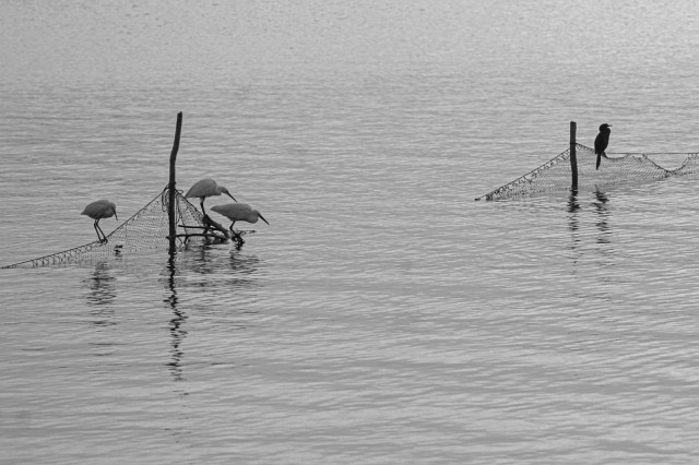 Hunters of the Shoreline