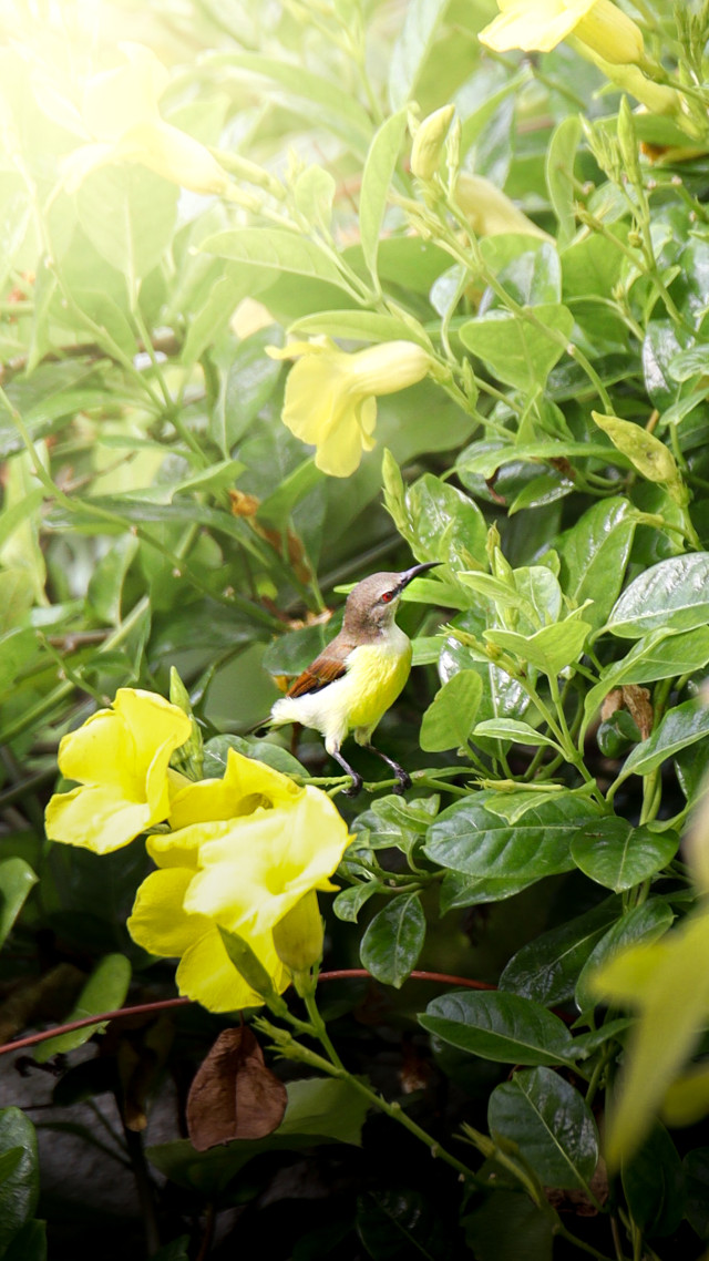 Bird