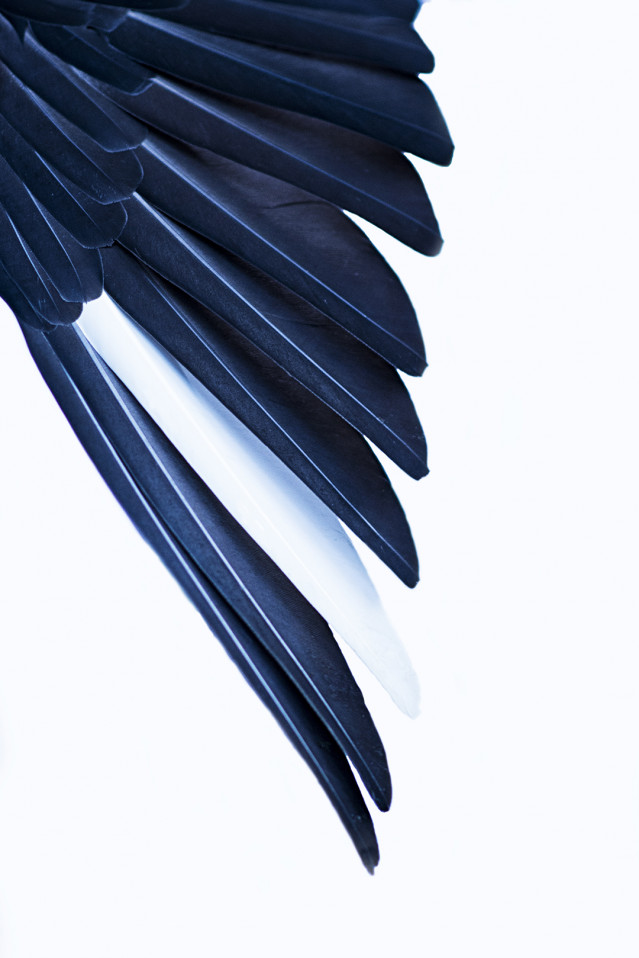 Fallen Angel