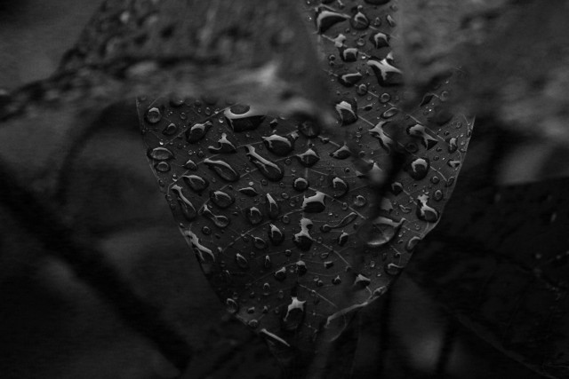 Tears Of The Earth