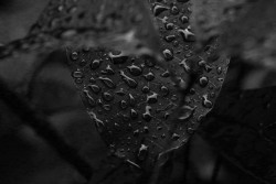 Tears Of The Earth