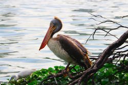 River Sovereign