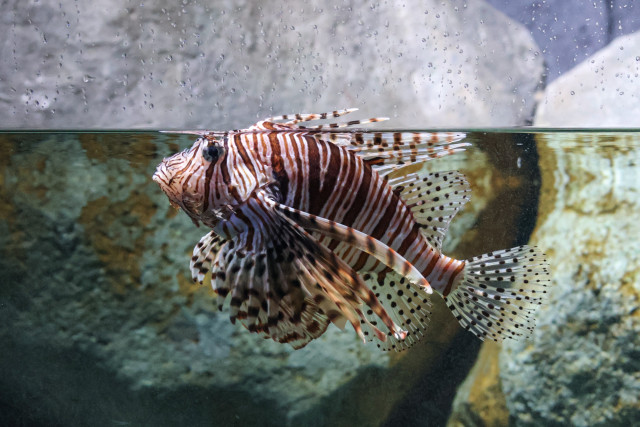 Capturing Captivity