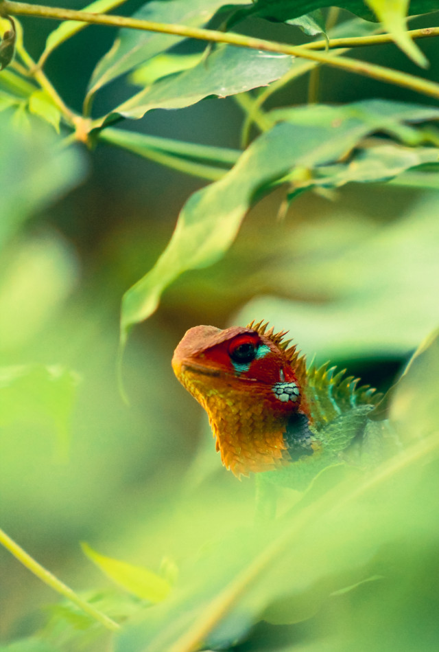 The lizard's silent beauty