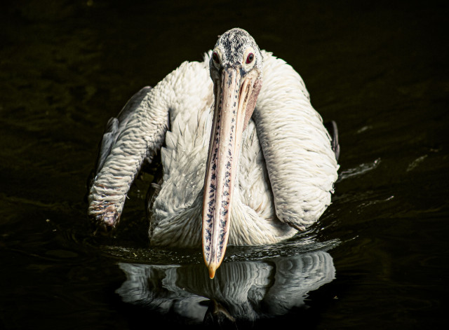 Silent Watcher of the Waters