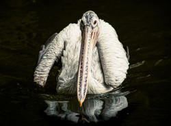 Silent Watcher of the Waters