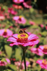 The Nectar of Life