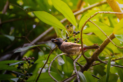 Bird in the heaven