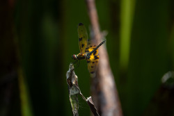 Dragon fly in the beauty