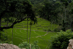 Green Carpet
