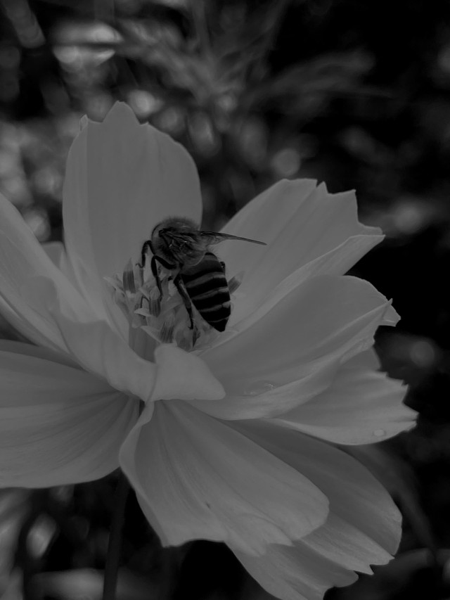 The Pollinator