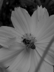 The Nature's Architect