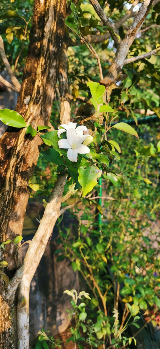 Beauty of white