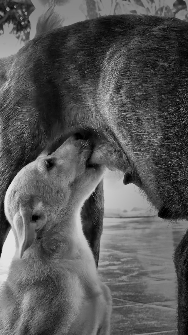 Love of mother