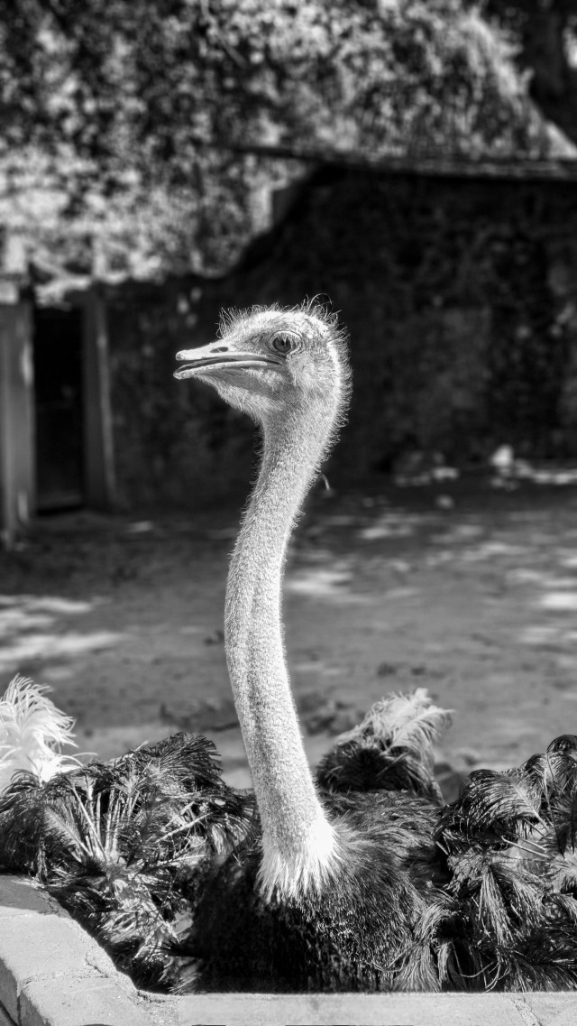Long-necked elegance.