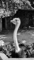Long-necked elegance.
