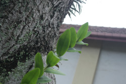 Lens on Nature