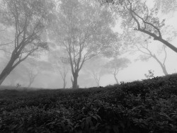 Mist (Hanthana forest)