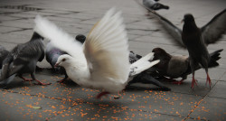 Dance of the Doves