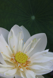 The Lotus