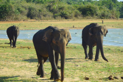 තුන් පත් රෑන