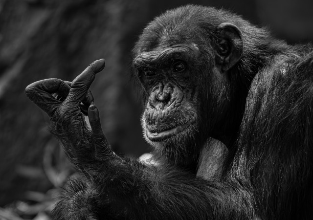 The Thinker’s Gaze