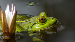 NW Methuka Ashen 1 The silent watcher