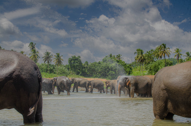 Elephant Bath