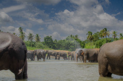 Elephant Bath