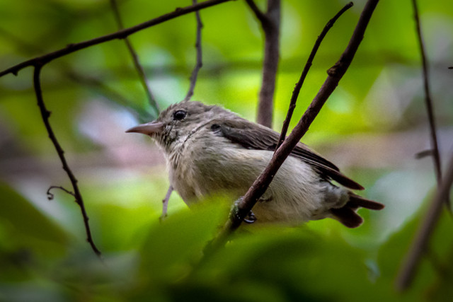 Tiny Beauty