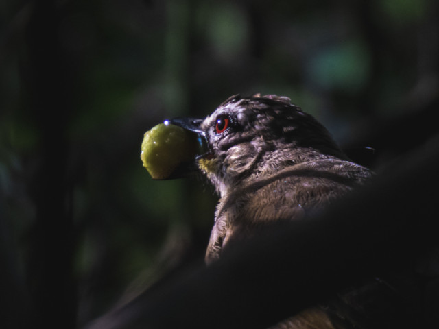 Feeding