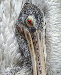 THE EYE OF STILLNESS