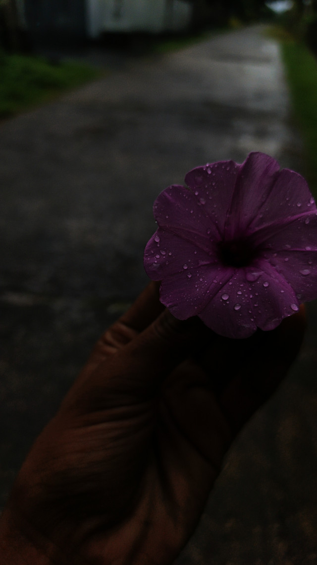 Beautiful Nature