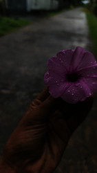 Beautiful Nature