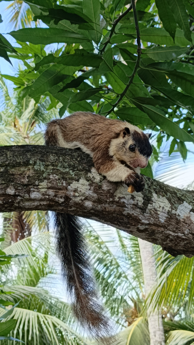 Forest squirrel