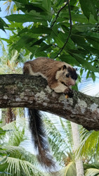 Forest squirrel