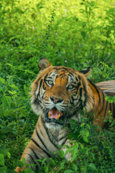 Roar of the spirit's bravery