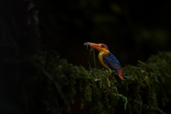 Jewel of the Wild